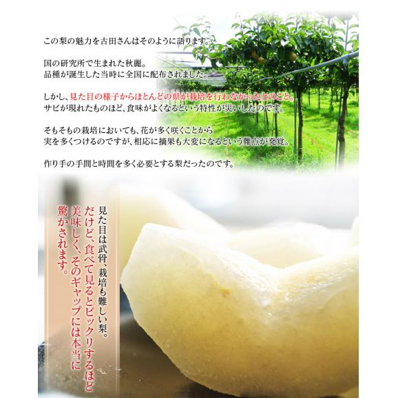『秋麗（しゅうれい）梨』熊本県産 秀品 約1.8kg（5～7玉） ※冷蔵 送料無料05