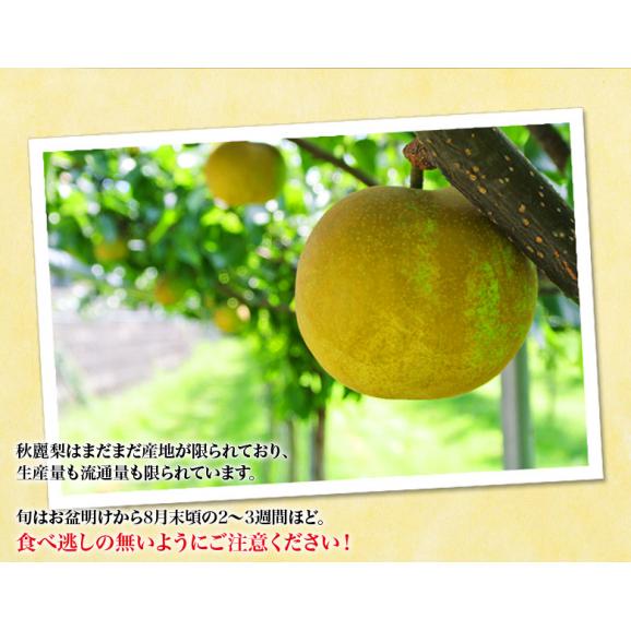 『秋麗（しゅうれい）梨』熊本県産 秀品 約1.8kg（5～7玉） ※冷蔵 送料無料06