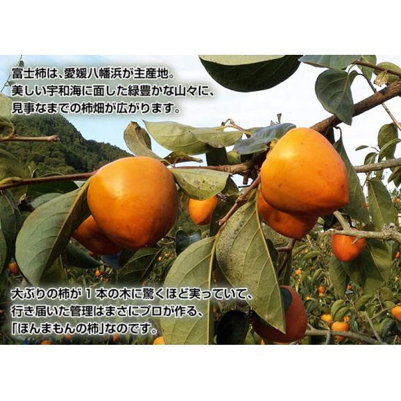 『富士柿』 愛媛県産 約2kg（4～6玉）化粧箱入り ※常温　送料無料02