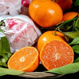 みかん ミカン 柑橘 和歌山県紀の里産 完熟 袋掛けみかん 小玉 s～2s 約3kg 常温 送料無料