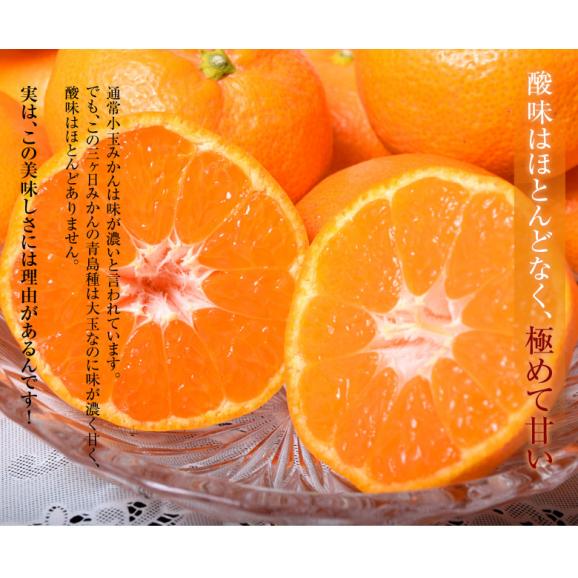 無地箱でお届け】三ヶ日みかん 青島種 静岡県産 3～4Lサイズ 約