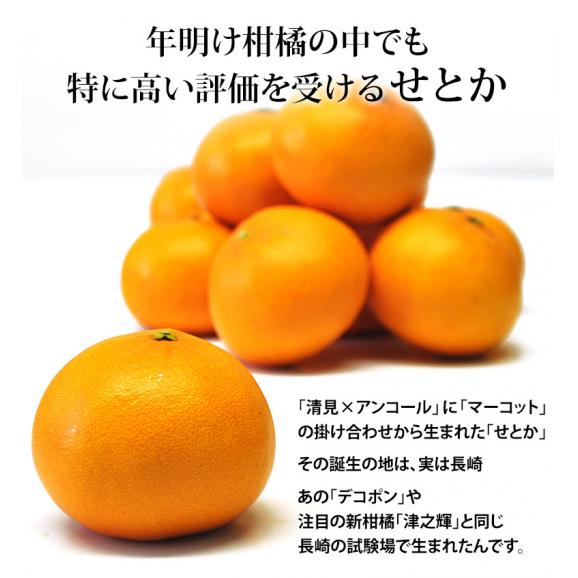 大玉 せとか 長崎県産 柑橘 3～4L 約3kg（8～10玉）産地箱 ※常温 JA長崎せいひ 送料無料02