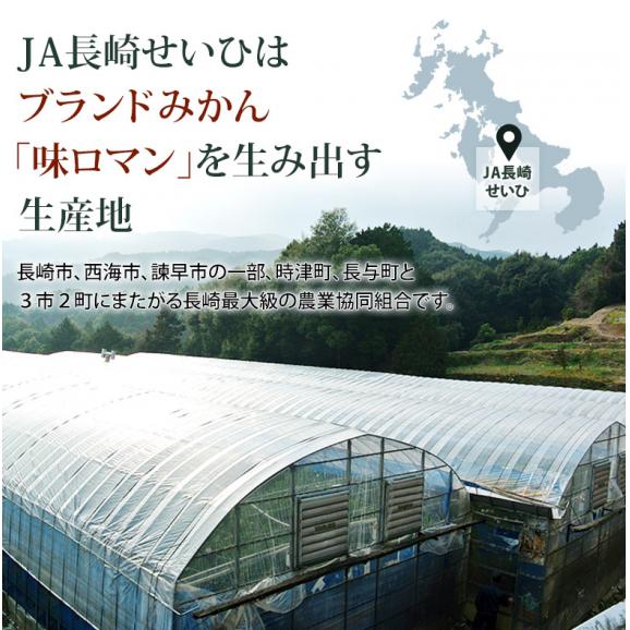 大玉 せとか 長崎県産 柑橘 3～4L 約3kg（8～10玉）産地箱 ※常温 JA長崎せいひ 送料無料03