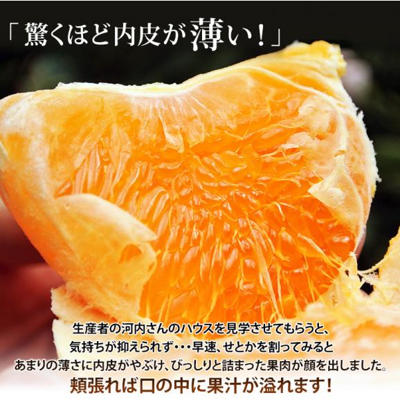 大玉 せとか 長崎県産 柑橘 3～4L 約3kg（8～10玉）産地箱 ※常温 JA長崎せいひ 送料無料04