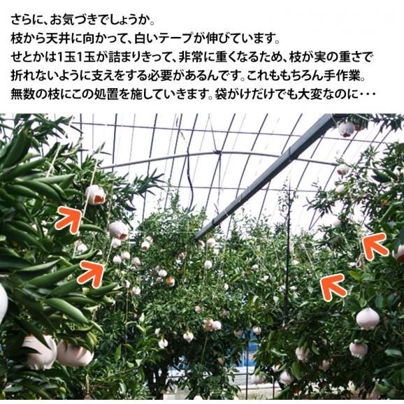 大玉 せとか 長崎県産 柑橘 3～4L 約3kg（8～10玉）産地箱 ※常温 JA長崎せいひ 送料無料06