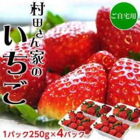 いちご イチゴ 苺 茨城県産 『村田さん家のいちご』 約250g×4パック ※冷蔵 送料無料