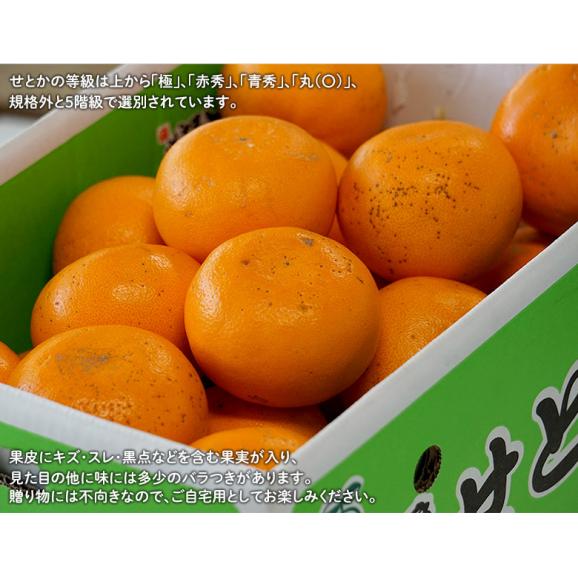 JAにしうわ 愛媛県産 訳あり 『せとか』 約2.5kg M～3Lサイズ 簡易包装 ※常温 送料無料02