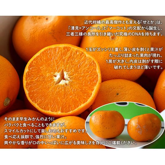 JAにしうわ 愛媛県産 訳あり 『せとか』 約2.5kg M～3Lサイズ 簡易包装 ※常温 送料無料03