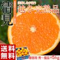 越冬樹熟 清見オレンジ 優～秀品 JAにしうわ三崎共選　愛媛県産 L～2Lサイズ 約5kg 産地箱 風袋込 ※常温 送料無料