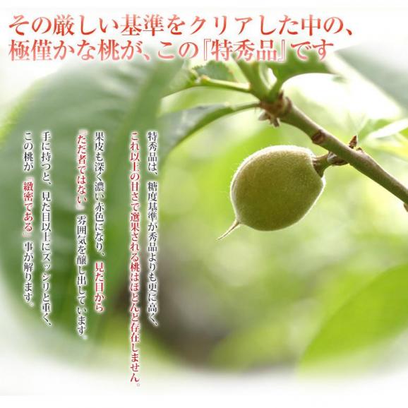 《山梨直送》『春日居の桃』山梨県産 特秀品 中玉3玉×2箱(計約1.5kg) 化粧箱 ※常温 送料無料04