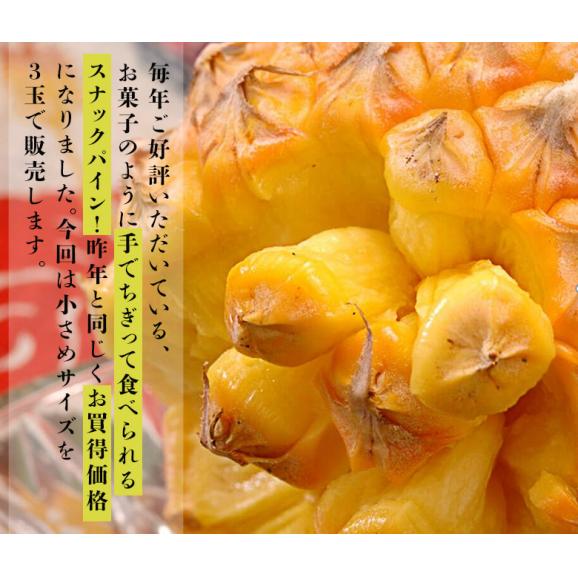 「スナックパイン」沖縄県産パイナップル　約500g×3玉　計約1.5kg　※常温　送料無料02