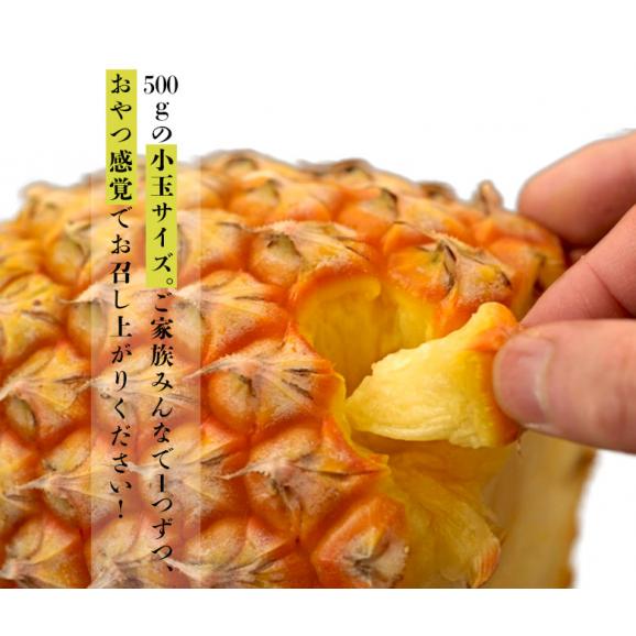 「スナックパイン」沖縄県産パイナップル　約500g×3玉　計約1.5kg　※常温　送料無料05