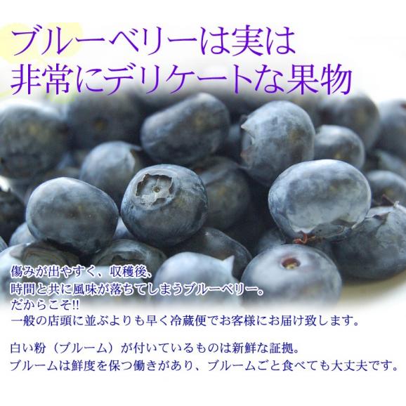 千葉県産 「生ブルーベリー」 約100g×5パック　※冷蔵 送料無料03
