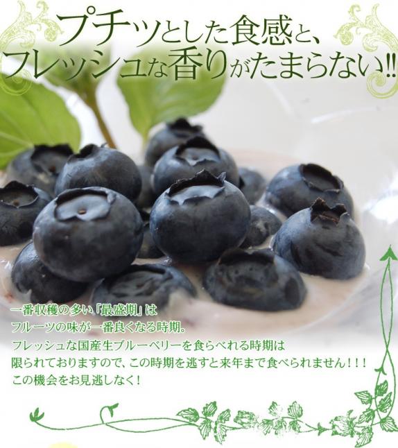 朝採れたて！千葉県産 生ブルーベリー 3キロ 千葉県産 「生ブルーベリー」 約100g×10パック ※冷蔵 送料無料｜豊洲