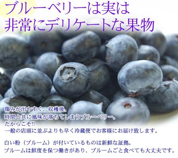 千葉県産 「生ブルーベリー」 約100g×10パック ※冷蔵 送料無料｜豊洲