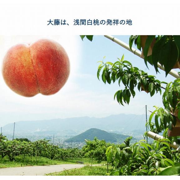 桃 もも モモ大藤の『浅間白桃』山梨県産 特秀品 約1.5kg (5～7玉) 化粧箱入り ※常温 送料無料03