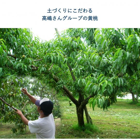 高嶋さんグループの『紅い黄桃（無袋黄桃：黄金桃・黄貴妃・黄ららのきわみ・他）』 山形県産 約2kg 7～10玉 簡易箱 ※常温 送料無料06
