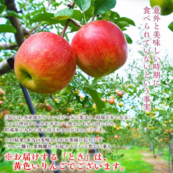 旬の『トキりんご』 青森県産 JA津軽みらい 特Ａ 約3kg （9～12玉） ※常温　送料無料04