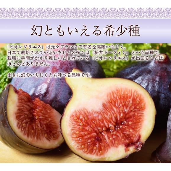 いちじく イチジク 黒いちじく 黒イチジク 佐賀県産 ビオレソリエス 2パック (1パック約300g) ※冷蔵 送料無料02