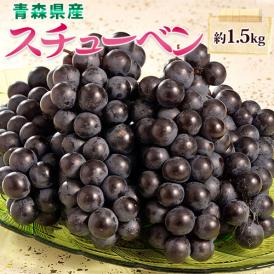 黒ぶどう スチューベン 青森県産 約1.5kg （5～8房 ） ※冷蔵 送料無料