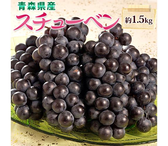 黒ぶどう スチューベン 青森県産 約1.5kg （5～8房 ） ※冷蔵 送料無料