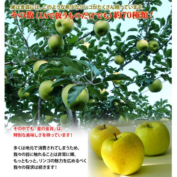 りんご 林檎 リンゴ 青森県産 星の金貨 9～13玉 約3キロ 特Ａ 送料無料04