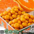 【糖度12度選別】 極甘みかん 『味ロマン』 JA長崎せいひ 約2.5kg×2箱 外皮に傷あり (2S～Mサイズ）※常温　送料無料