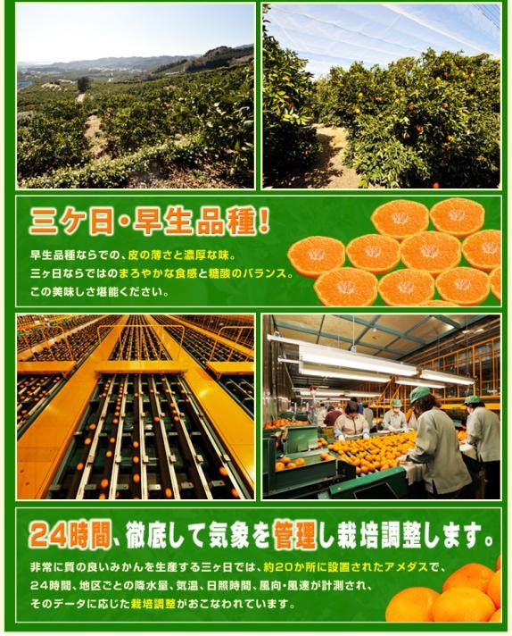 かん様即日発送 みかん ミカン 三ケ日みかん 心 早生 完熟 約3.5kg 2L 送料無料｜豊洲