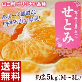 山口県産 せとみ S～3L 約2.5kg 送料無料 ※常温 柑橘 みかん 