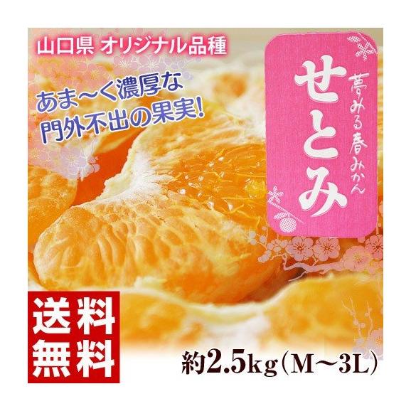 山口県産 せとみ S～3L 約2.5kg 送料無料 ※常温 柑橘 みかん 01