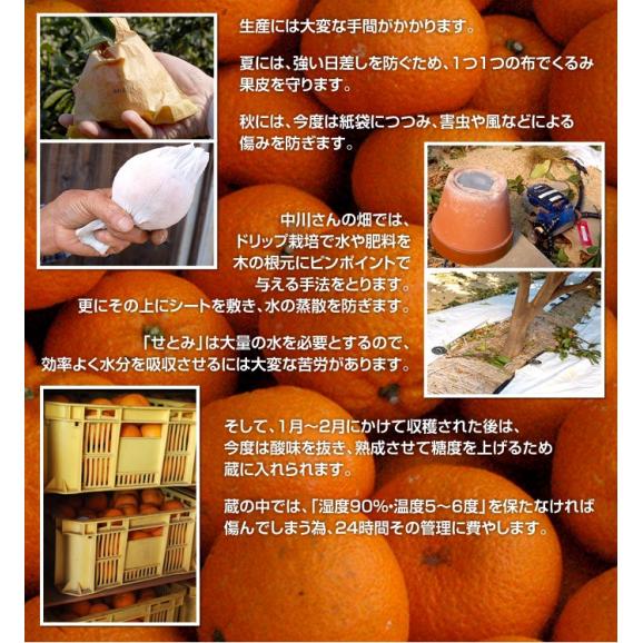 山口県産 せとみ S～3L 約2.5kg 送料無料 ※常温 柑橘 みかん 03