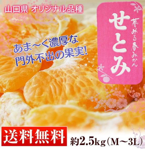 山口県産 せとみ S～3L 約2.5kg 送料無料 ※常温 柑橘 みかん ｜豊洲