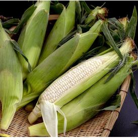 ホワイトショコラ　愛知県産とうもろこし 約3kg （8～12本） ※冷蔵 JA愛知みなみ 送料無料