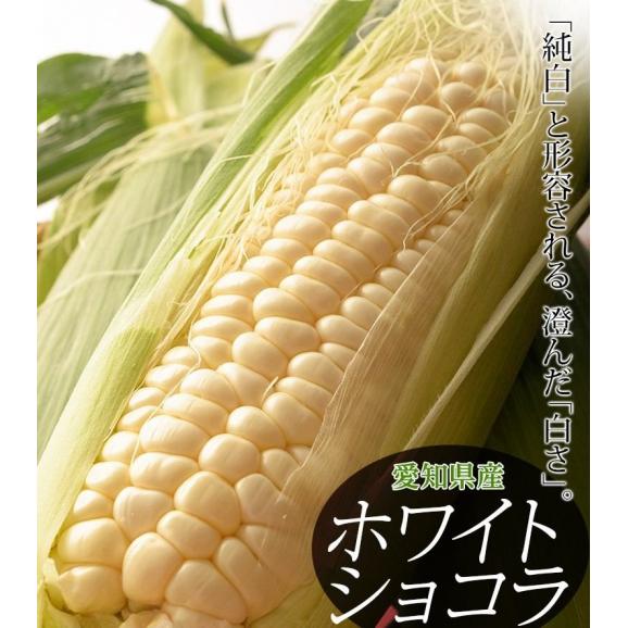 ホワイトショコラ　愛知県産とうもろこし 約3kg （8～12本） ※冷蔵 JA愛知みなみ 送料無料02