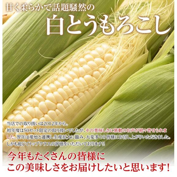 ホワイトショコラ　愛知県産とうもろこし 約3kg （8～12本） ※冷蔵 JA愛知みなみ 送料無料03