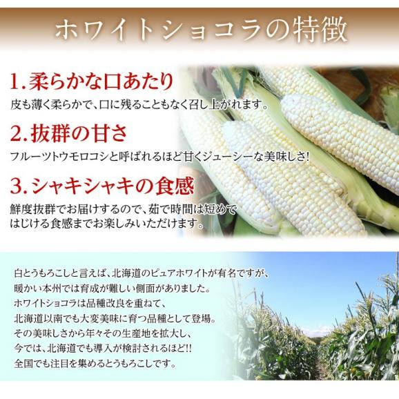 ホワイトショコラ　愛知県産とうもろこし 約3kg （8～12本） ※冷蔵 JA愛知みなみ 送料無料04