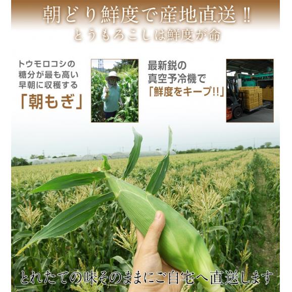 ホワイトショコラ　愛知県産とうもろこし 約3kg （8～12本） ※冷蔵 JA愛知みなみ 送料無料05