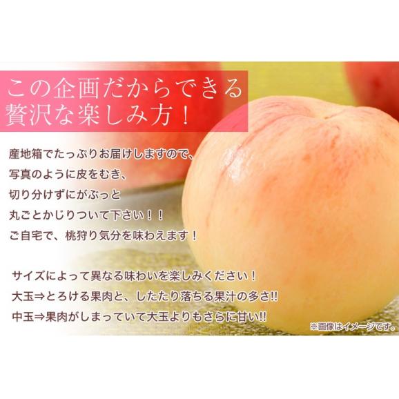 ご家庭用 『大玉桃』山梨県産 風袋込 約5kg （13～16玉） 産地箱 ※常温 送料無料03