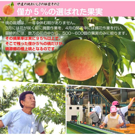 福島県産「伊達の小玉桃」 秀品 24玉（4玉×6パック） 約4kg 産地箱 ※常温　送料無料 05