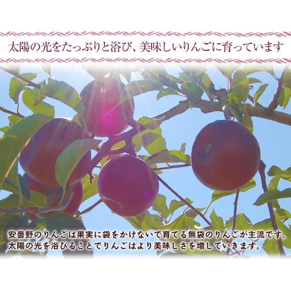 秋映 長野県安曇野産りんご 2箱 計約3.4kg（1箱：約1.7kg 5～7玉） 産地箱入 風袋込み※常温 送料無料06