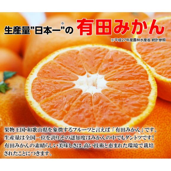 JAありだ ＡＱ共選『手詰め 有田みかん』 ２Ｌサイズ 約３キロ×２箱（計約６kg） 和歌山産 ※常温 送料無料02