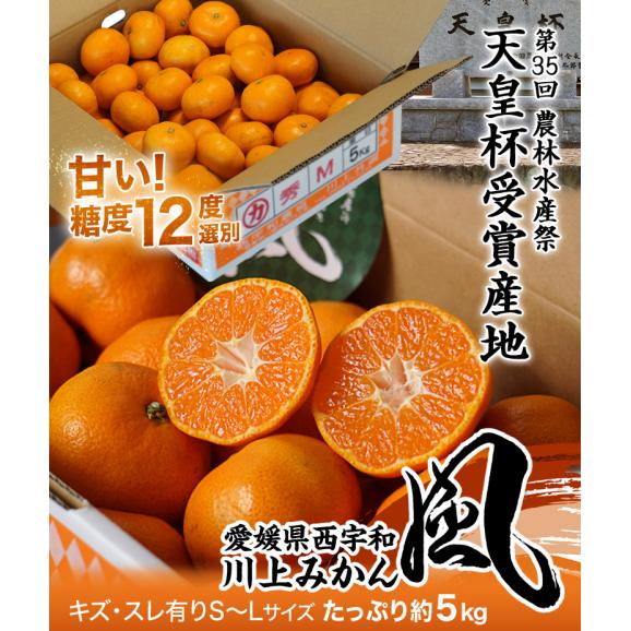 【糖度12度選別】愛媛県産 川上みかん 『風』 JAにしうわ 川上共選 S～Ｌサイズ 約5kg (風袋込) ※常温 送料無料02