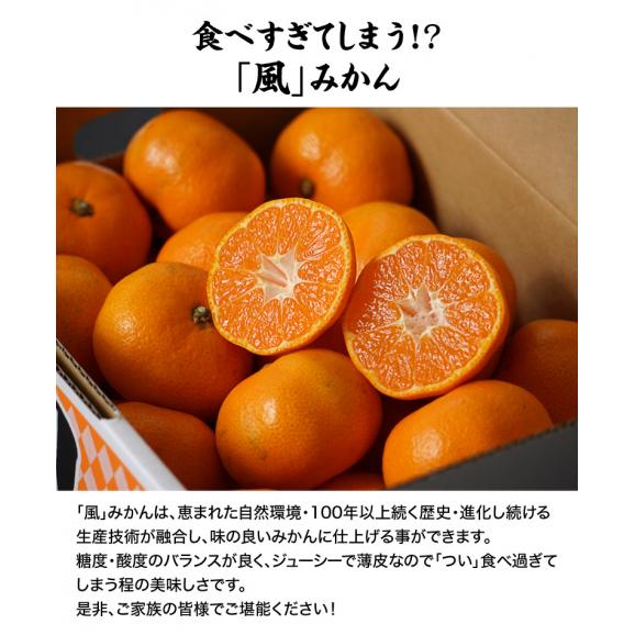 【糖度12度選別】愛媛県産 川上みかん 『風』 JAにしうわ 川上共選 S～Ｌサイズ 約5kg (風袋込) ※常温 送料無料06