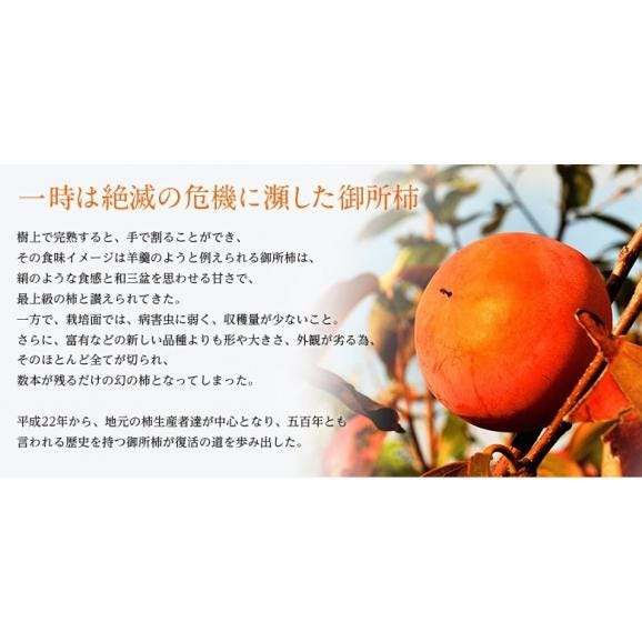 『御所柿3種食べ比べセット』奈良県産 約2kg（目安として9～12玉、本御所＋2種） 産地箱　※常温　送料無料02