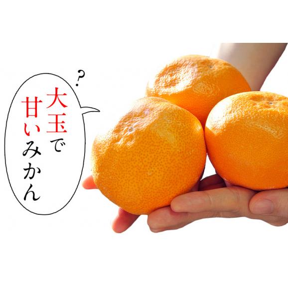 JAからつ 超大玉 うまか美人 佐賀県産 みかん 2L〜3L 約5kg 産地箱 ※常温 送料無料02