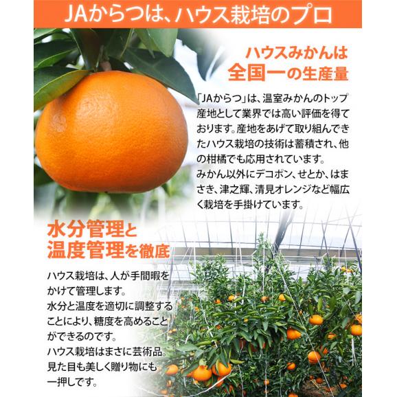 せとか　佐賀県産 柑橘 M～Lサイズ 約2.5kg（12～18玉）化粧箱 ※常温 送料無料03