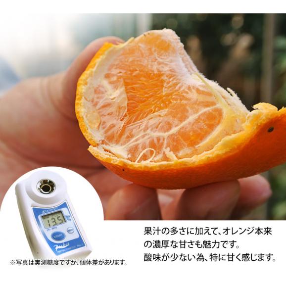 せとか　佐賀県産 柑橘 M～Lサイズ 約2.5kg（12～18玉）化粧箱 ※常温 送料無料04