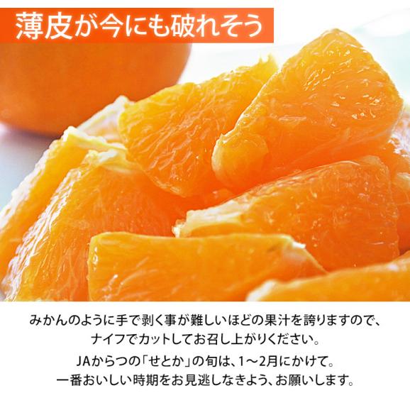 せとか　佐賀県産 柑橘 M～Lサイズ 約2.5kg（12～18玉）化粧箱 ※常温 送料無料05