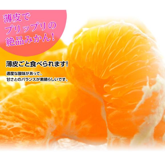 JAにしうわ 三崎共選 大玉『はるみ』愛媛県産柑橘 優〜秀 2〜4L 約5kg 産地箱 風袋込 ※常温　送料無料02