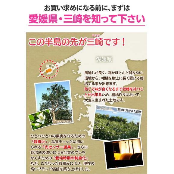 JAにしうわ 三崎共選 大玉『はるみ』愛媛県産柑橘 優〜秀 2〜4L 約5kg 産地箱 風袋込 ※常温　送料無料04